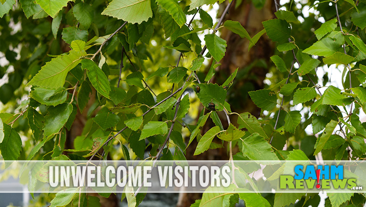 Skip the lawn chemicals. Use a toy to get rid of Japanese Beetles. - SahmReviews.com