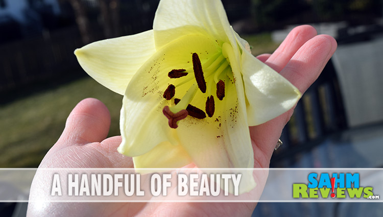 Flowers are a classic winner for Mother's Day. Teleflora offers a variety of bouquets to fit different personalities and budgets. - SahmReviews.com