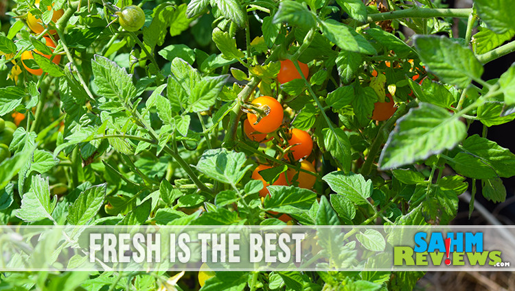 Fresh tomatoes are better than store bought and surprisingly not hard to grow with these beginner tips to caring for tomato plants. - SahmReviews.com